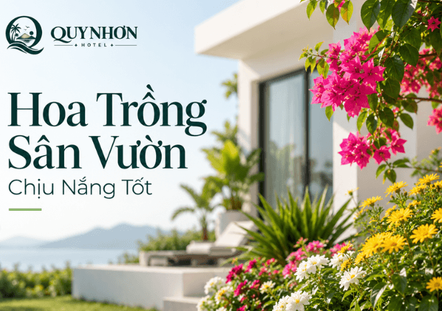 Những loại hoa chịu nắng phù hợp trồng tại sân vườn ở Quy Nhơn