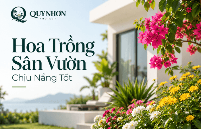 Những loại hoa chịu nắng phù hợp trồng tại sân vườn ở Quy Nhơn